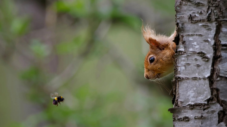 Squirrel and Bee, winner of the Mammal Photographer of the Year 2024, Gary Watson